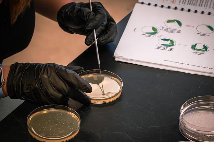 Gloved hands working on a petri dish